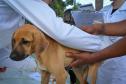 CÃO DE RUA RECEBENDO ATENDIMENTO