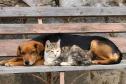 CÃO E GATO NA RUA