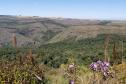 RPPN com flores no Paraná