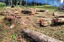 MADEIRA DESMATADA