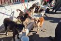 pets resgatados pelo IAT
