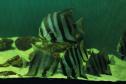 PEIXES MONOCROMÁTICOS EM UM AQUARIO COM LUZ VERDE