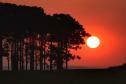 VEGETAÇÃO AO POR DO SOL