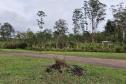 Foto de vegetação da Floresta Estadual Metropolitana