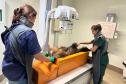 Foto de tamanduá ferido recebendo tratamento
