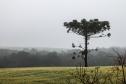 Foto de Araucária