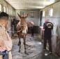 agentes conduzindo animal