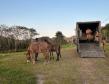 agentes conduzindo animal