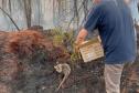 TÉCNICO DEVOLVENDO GAMBÁ A NATUREZA