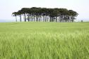 CAMPO COM ARACÁRIAS