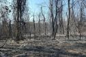 CENAS DE PÓS-INCÊNDIOS