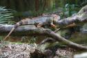 Foto de iguana em lago