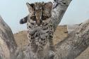 felino resgatado