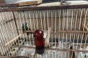 ANIMAL EM CATIVEIRO