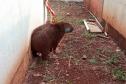 CAPIVARA DEVOLVIDA À NATUREZA