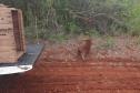 CAPIVARA DEVOLVIDA À NATUREZA