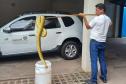 Foto de técnico colocando sucuri em balde para transporte