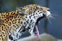 Com programas de preservação da biodiversidade, Governo do Paraná será protagonista na COP16, em Cali, na Colômbia