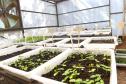 CAMPO E FRUTOS E VIVEIROS