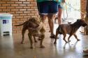 Foto de cachorros no Castrapet