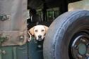 Foto de cachorro na parte de trás de carro