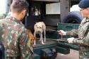 Foto de cachorro no Castrapet