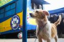 Foto de cachorros no Castrapet