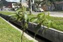 Matinhos: IAT finaliza reflorestamento do Canal da Avenida Paraná com 576 manacás-da-serra