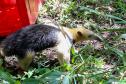 Foto de tamanduá sendo devolvido à natureza