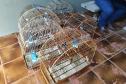 IAT apreendeu cativeiro com 33 aves irregulares em Paranavaí, no Noroeste do Paraná