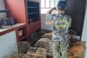 IAT apreendeu cativeiro com 33 aves irregulares em Paranavaí, no Noroeste do Paraná