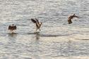 Foto de pássaros avistados durante o passarinhar
