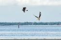 Foto de pássaros avistados durante o passarinhar