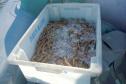 Fotos de camarões pescados