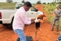 resgate tamandua