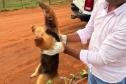 resgate tamandua