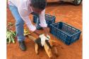 resgate tamandua