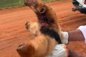 resgate tamandua