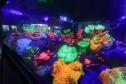 ucs feriado