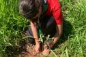 Semana do Meio Ambiente terá araucária de 700 anos, limpeza de rios e proteção da fauna