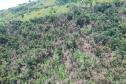 vIAT identificou 478 hectares de área de vegetação danificada por fogo em quatro fazendas de Ribeirão Claro, no Norte Pioneiro