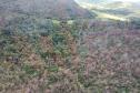 vIAT identificou 478 hectares de área de vegetação danificada por fogo em quatro fazendas de Ribeirão Claro, no Norte Pioneiro