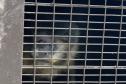 Foto de macacos passando por avaliação médica