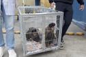 Foto de macacos passando por avaliação médica