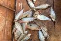 Foto de operação de fiscalização de pesca