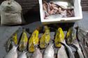Foto de peixes apreendidos em operação
