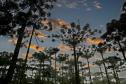 Semana do Meio Ambiente terá araucária de 700 anos, limpeza de rios e proteção da fauna
