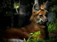 Foto de Lobo Guará
