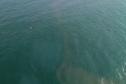 Foto aérea de golfinhos no mar