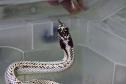 Foto de cobra resgatada